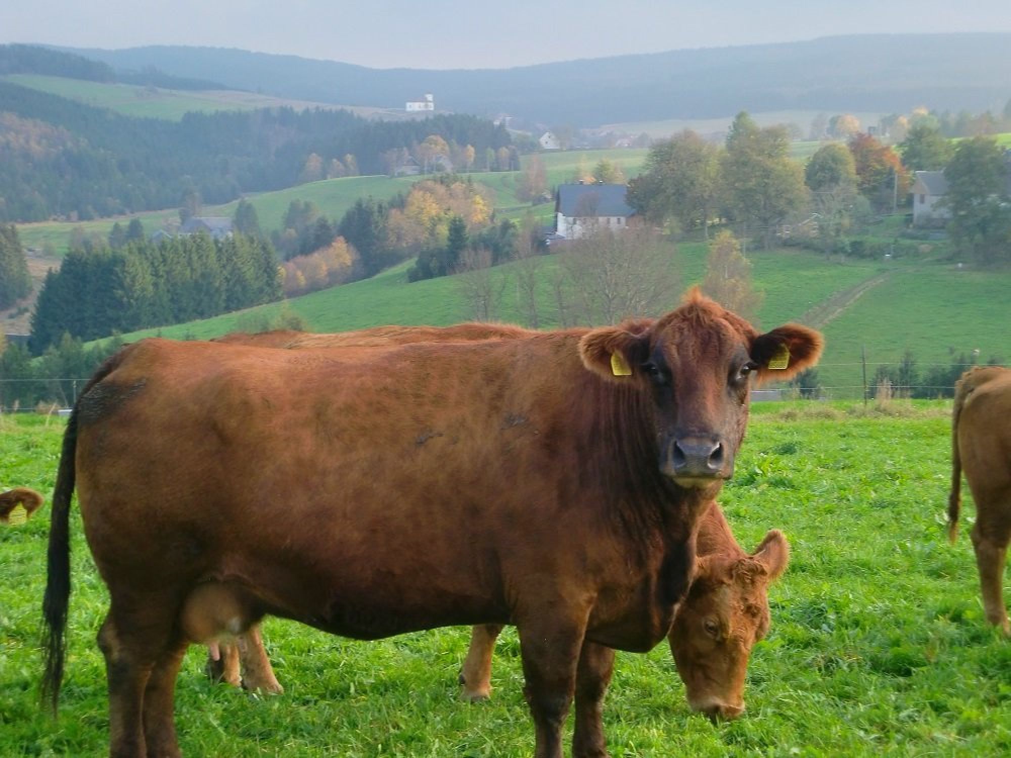 Rinder und Blick auf Rübenau